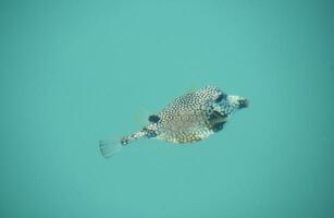 dreieckig geformt Puffer Fisch im das Tropen foto