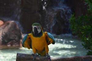 Blau und Gold Papagei auf ein Barsch foto