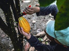 Kakao Farmer verwenden Beschneidung Schere zu Schnitt das Kakao Schoten oder Obst reif Gelb Kakao von das Kakao Baum. Ernte das landwirtschaftlich Kakao Geschäft produziert. foto