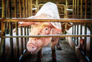 Porträt von süß Züchter Schwein mit schmutzig Schnauze, Nahansicht von Schwein Schnauze groß Schwein auf ein Bauernhof im ein Schweinestall, jung groß inländisch Schwein beim Tier Bauernhof drinnen foto