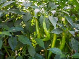 Grün Chili im das Garten, organisch Grün Chili wachsend auf Chili Baum foto