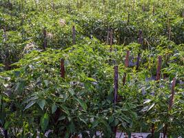 organisch Grün Chili wachsend im Garten foto