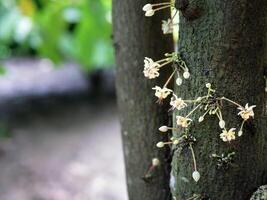 Kakao Blumen Theobrom Kakao auf wachsend Baum Stamm, Kakao Blumen und Früchte auf Kakao Baum zum das Herstellung von Schokolade foto