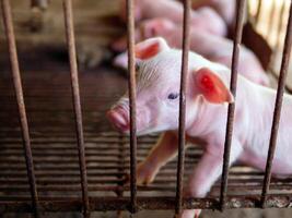 süß Neugeborene ein eine Woche alt Ferkel im das Schwein Bauernhof mit andere Ferkel, Nahansicht foto