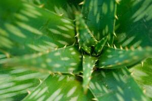 Seife Aloe auch bekannt afrikanisch Aloe auch bekannt Zebra Aloe auch bekannt Aloe saponaria schließen oben foto