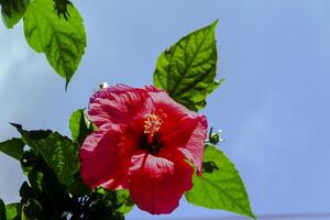 Hibiskus Blume oder Thespesie Grandiflora foto