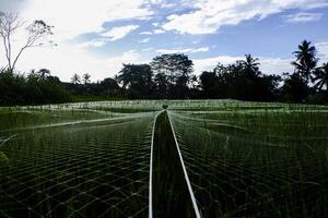 ein strecken von Reis Felder bedeckt mit Netz foto