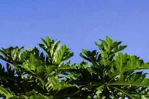 Aussehen von Blätter auf Papaya Bäume foto