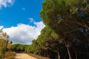 ein Schmutz Joggen Weg im ein Wald oder Park mit teilweise wolkig Himmel foto
