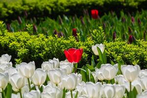 Frühling Blumen Hintergrund Foto. ein rot Tulpe unter das Weiß Tulpen foto