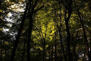 dunkel und üppig Grün Wald. Kohlenstoff Netz Null Konzept foto