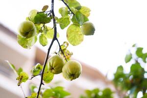 Grün Quitte hängend auf ein Grün Baum Ast im das Garten in der Nähe von das Haus foto