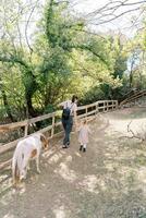 Pony folgt ein Mutter und ein wenig Mädchen gehen halten Hände entlang ein Zaun im das Park. zurück Aussicht foto