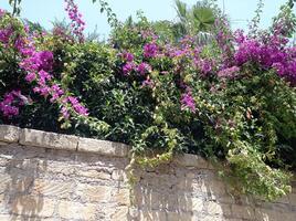 Bougainvilleas auf ein mild Tag im procida, Golf von Neapel, Italien foto