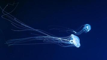 glühen Qualle Chrysaora Quinquecirrha im Blau Wasser. Tauchen, Theriologie, unterseeisch Leben foto