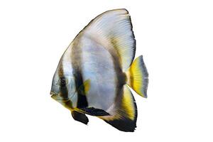 schön Fisch platax Teira, Langflosse Fledermausfisch isoliert auf Weiß Hintergrund foto