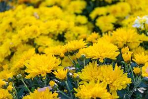 frisch hell Gelb Chrysanthemen Gebüsch im Herbst Garten foto