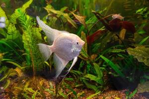 tropisch Fisch Pterophyllum Scalare altum, Kaiserfisch Schwimmen im Aquarium mit Grün Seetang. foto