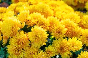 frisch hell Gelb Chrysanthemen Gebüsch im Herbst Garten foto