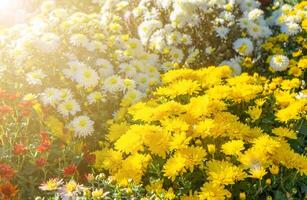 frisch hell Rot, lila und Gelb Chrysanthemen Gebüsch im Herbst Garten foto