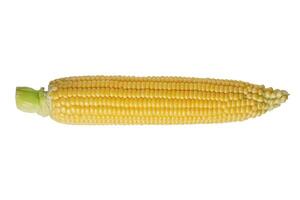 frisch Gelb Ohr von Mais isoliert auf Weiß Hintergrund foto