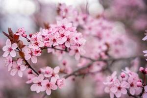 schön Frühling Hintergrund mit Rosa Blumen von Kirsche Baum im Frühling Zeit im Prag Park. hoch Qualität Foto