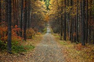 schöne Gasse im Herbstwald foto