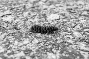 Fotografie auf Thema schön behaart Raupe im Eile zu Wende in Schmetterling foto