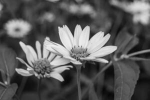 feine wild wachsende Blume Aster falsche Sonnenblume auf der Hintergrundwiese foto