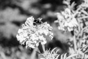 feine wild wachsende Ringelblume Calendula auf Hintergrundwiese foto