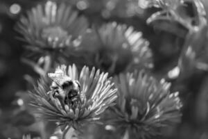 schöne wilde Blume geflügelte Biene auf der Hintergrundlaubwiese foto