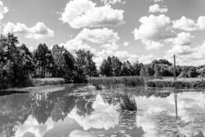 Schönes Grassumpfschilf, das am Uferreservoir in der Landschaft wächst foto