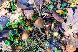 Fotografie zu Thema groß schön giftig Pilz im Wald auf Blätter Hintergrund foto