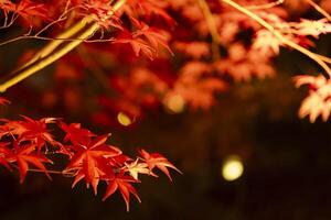 ein beleuchtet rot Blätter beim das traditionell Garten beim Nacht im Herbst schließen oben foto