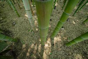 ein Grün Bambus Wald im Frühling sonnig Tag suchen Nieder foto