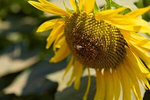 Sonnenblumen und Biene beim das Bauernhof sonnig Tag schließen oben foto