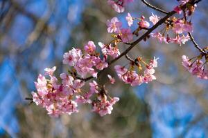 Kawazu Kirsche Blüten hinter Blau Himmel sonnig Tag schließen oben foto