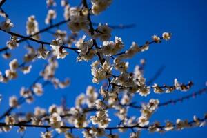 Pflaume Blume hinter das Blau Himmel sonnig Tag foto