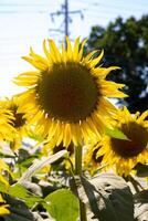 Sonnenblumen beim das Bauernhof sonnig Tag schließen oben foto
