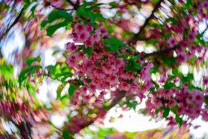 Kawazu Kirsche Blüten wirbelnd verwischen im Frühling Jahreszeit schließen oben foto