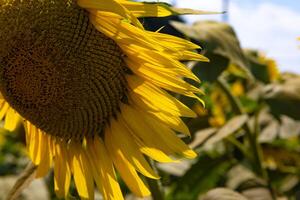 Sonnenblumen beim das Bauernhof sonnig Tag Super schließen oben foto