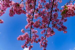 Kawazu Kirsche Blüten im voll blühen beim das Park lange Schuss foto