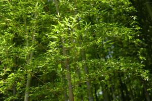 Grün Bambus Blätter im japanisch Wald im Frühling sonnig Tag foto