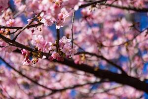 Kawazu Kirsche Blüten hinter Blau Himmel sonnig Tag schließen oben foto