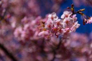 Kawazu Kirsche Blüten hinter Blau Himmel sonnig Tag schließen oben foto