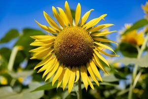 Sonnenblumen beim das Bauernhof sonnig Tag schließen oben foto