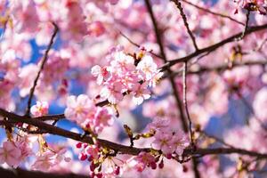 Kawazu Kirsche Blüten hinter Blau Himmel sonnig Tag schließen oben foto