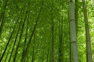 Grün Bambus Blätter im japanisch Wald im Frühling sonnig Tag foto