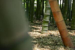 ein Grün Bambus Wald im Frühling sonnig Tag schließen Schuss foto