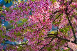 Kawazu Kirsche Blüten wirbelnd verwischen im Frühling Jahreszeit schließen oben foto